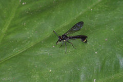 Eustenogaster nigra