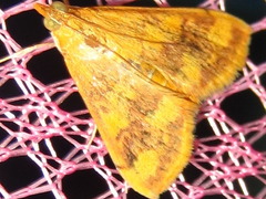 Pyrausta phoenicealis