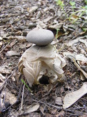 Geastrum fornicatum