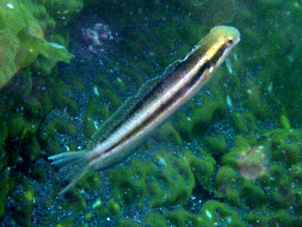 Blackbanded Blenny