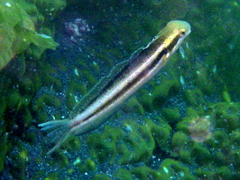 Blackbanded Blenny photo 1