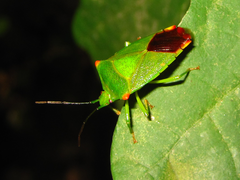 Acanthosoma labiduroides