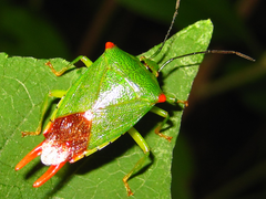 Acanthosoma labiduroides