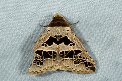 Anoba pectinata