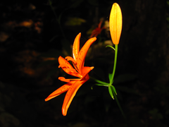 Lilium tsingtauense