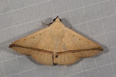 Armana nigraericta