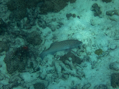 Foto de Mero de silla (Plectropomus pessuliferus)