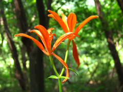 Lilium tsingtauense