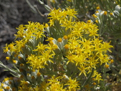 Tetradymia tetrameres