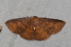 Toanopsis particolor