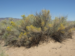 Tetradymia tetrameres