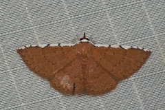 Corgatha implexata