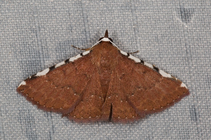 Corgatha niveicosta