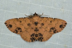 Corgatha semipardata