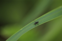 Insecta