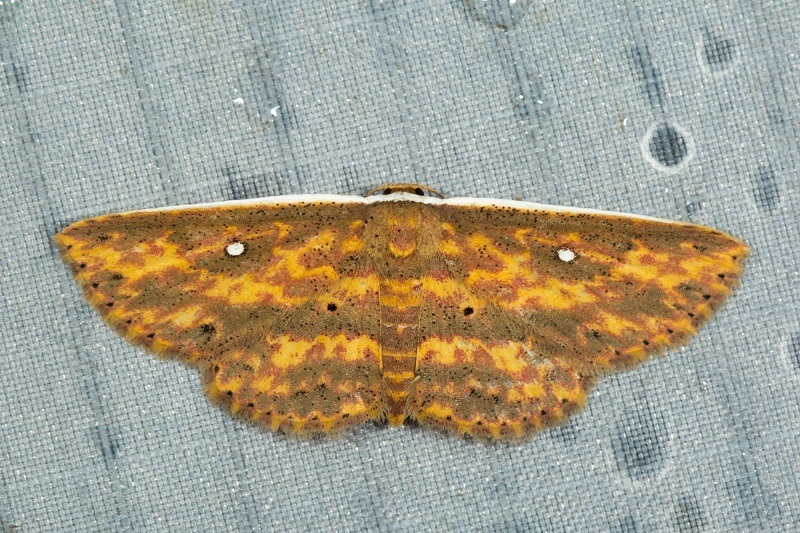 Hyposada fasciosa