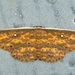 Hyposada fasciosa - Photo (c) dhfischer, algunos derechos reservados (CC BY-NC), subido por dhfischer