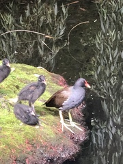 Gallinula chloropus
