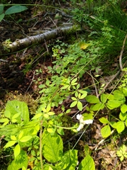 Ceratocapnos claviculata