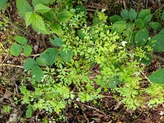 Ceratocapnos claviculata