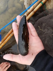 Lanceolaria