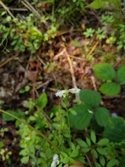 Ceratocapnos claviculata