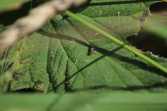 Brachycera