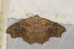 Laspeyria viridicincta