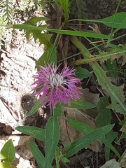 Centaurea jacea