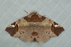 Tamba basiscripta