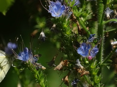 Echium salmanticum