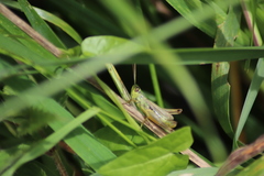 Pseudochorthippus parallelus
