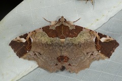Tamba basiscripta