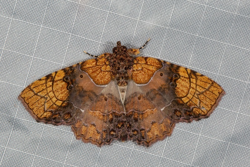 Tamba euryodia