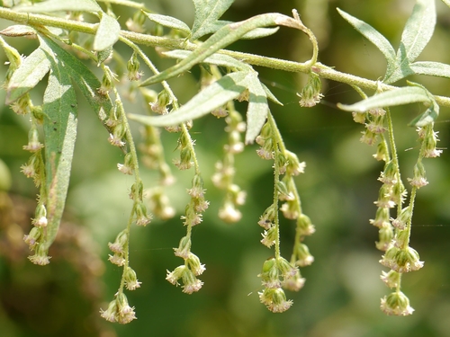 Artemisia nilagirica (C.B.Clarke) Pamp.