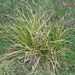 Carex iynx - Photo (c) Ben Fisher, osa oikeuksista pidätetään (CC BY), lähettänyt Ben Fisher