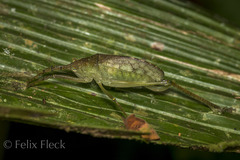 Pterophyllini