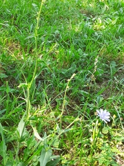 Cichorium intybus