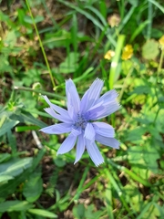 Cichorium intybus
