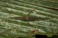 Pterophyllini