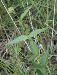 Asclepias rubra