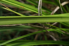 Carex iynx