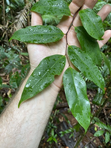 Cryptocarya oblata observed 2021-07-08