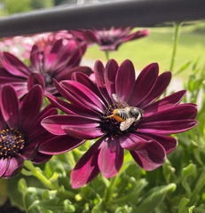 Megachile willughbiella