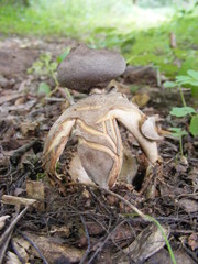Geastrum fornicatum