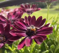 Megachile willughbiella