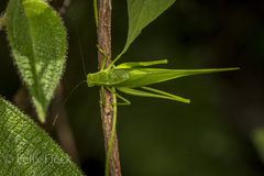 Orophus
