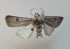 Caradrina kadenii