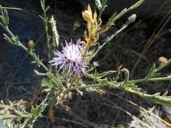 Centaurea arrigonii
