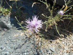 Centaurea arrigonii